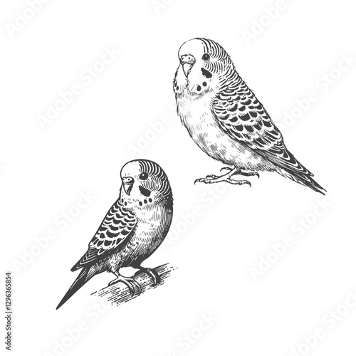 High-quality vector illustration of Budgerigar, perfect for creative design, branding, and digital artwork.
