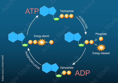 ATP ADP cycle. Adenosine triphosphate ATP and Adenosine diphosphate ADP molecules.