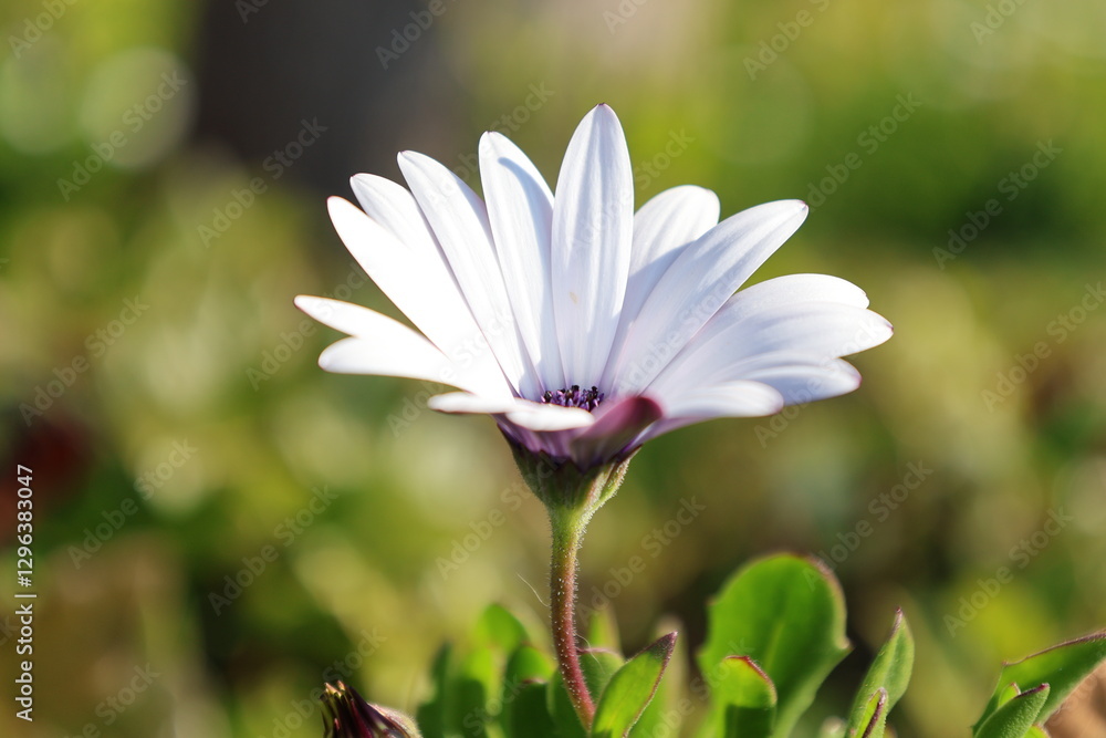 White daisy garden. osteospermum High quality photo White daisy garden. osteospermum High quality photo