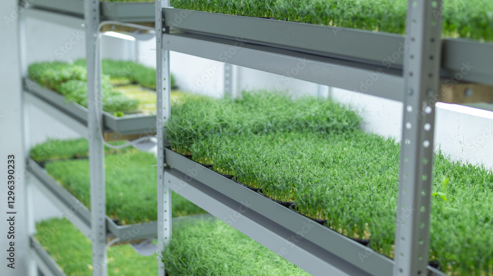 Fototapeta premium A high-tech indoor farm cultivating microgreens on multi-tiered shelves with advanced LED lighting for optimal growth.