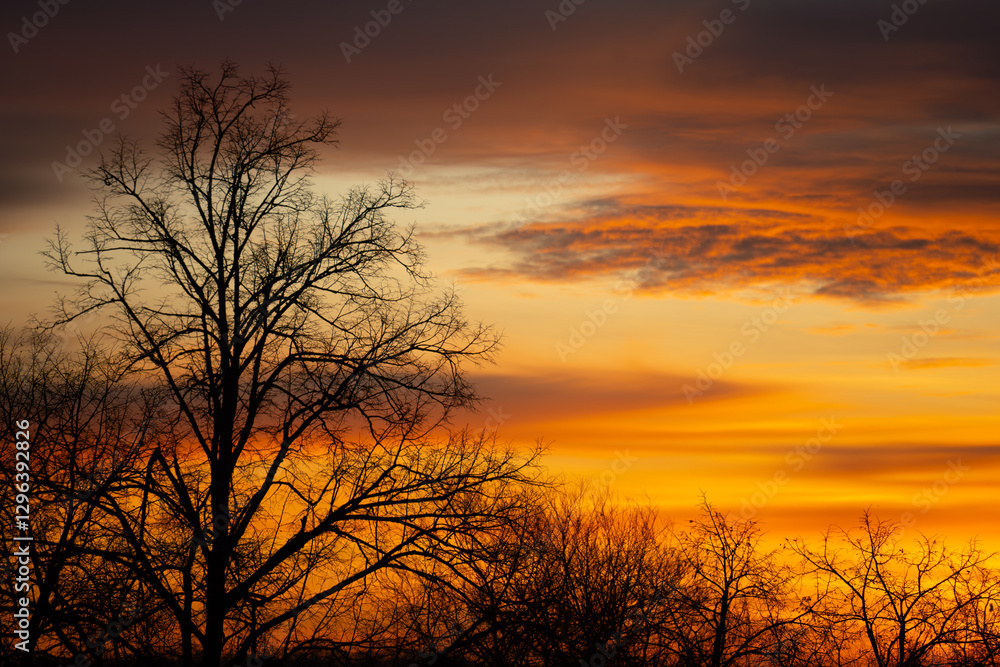 Naklejka premium yellowish-blue morning sky with dark tree silhouettes
