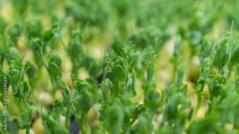 Macro shot of fresh green pea shoots growing in a controlled environment, showing healthy germination. Macro shot of fresh green pea shoots growing in a controlled environment, showing healthy germination.