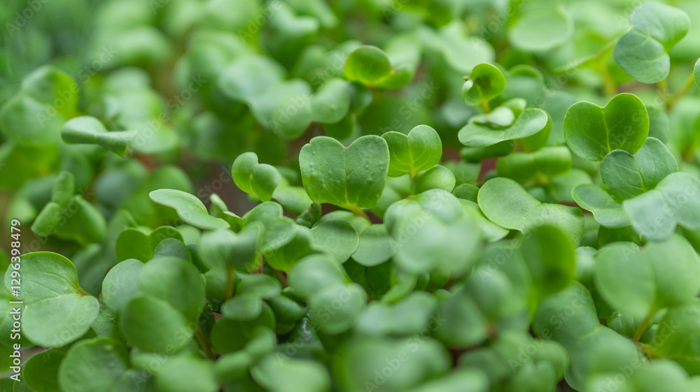 Close-up of small green leaves from young radish microgreens, grown for fresh consumption. Close-up of small green leaves from young radish microgreens, grown for fresh consumption.