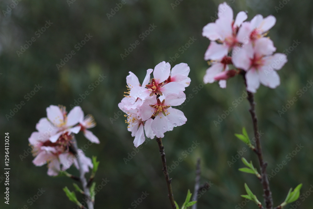 Obraz premium Pink and white flowers . Spring in the garden. Blooming fruit trees