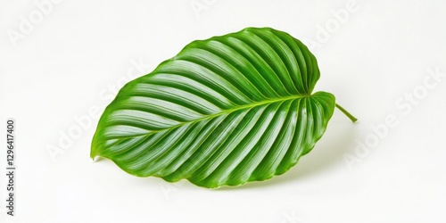 This is a fresh green tea leaf with a shiny, glistening surface indicative of its freshness. The light green color suggests it may be used in teas or other botanical preparations.