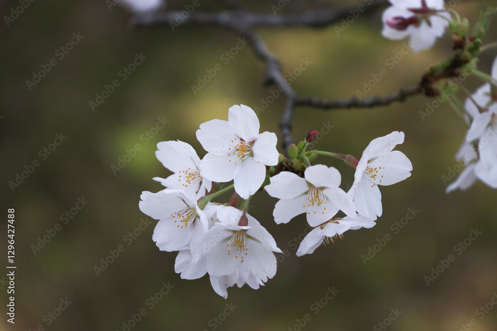 美しい日本のソメイヨシノ