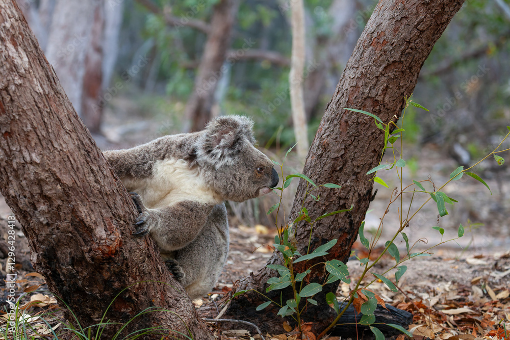 Fototapeta premium Alter männlicher Koala schaut sich um.