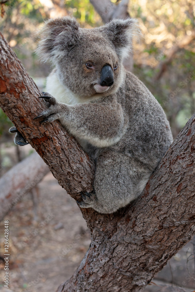 Obraz premium Alter männlicher Koala sitzt zwischen den Ästen un d schaut runter.
