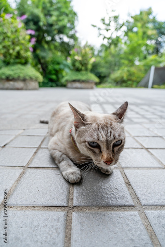 Adorable Blue-Eyed Cat Relaxing on Stone Tiles in Lush Green Garden