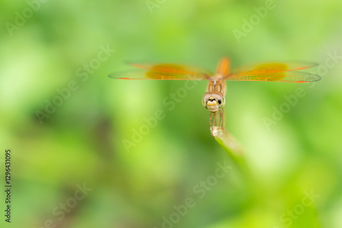 Brachythemis contaminata Dragonfly Perched on Twig, Close-Up Macro Shot