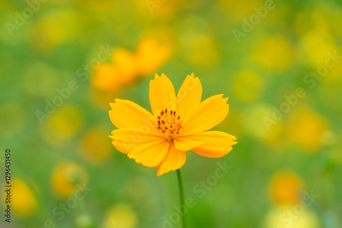 Bright Yellow Cosmos Flower in Bloom with Blurred Yellow Field Background