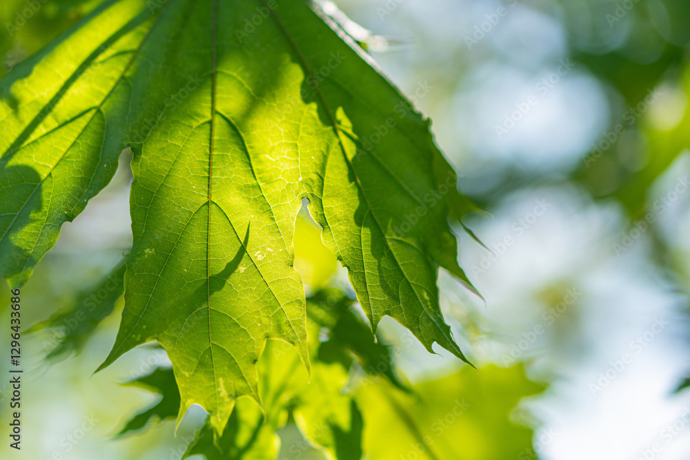 Close-up of vibrant autumn maple leaves with intricate veining and serrated edges, set against a blurred backdrop of foliage, suggesting a sunny day Emphasis on naturalistic style capturing seasonal Close-up of vibrant autumn maple leaves with intricate veining and serrated edges, set against a blurred backdrop of foliage, suggesting a sunny day Emphasis on naturalistic style capturing seasonal