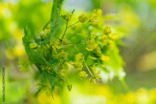 Close-up photograph of a dandelion flower head, with vibrant yellow florets radiating outwards from the center, surrounded by larger green leaves The background is out of focus and has soft, yellowi photo