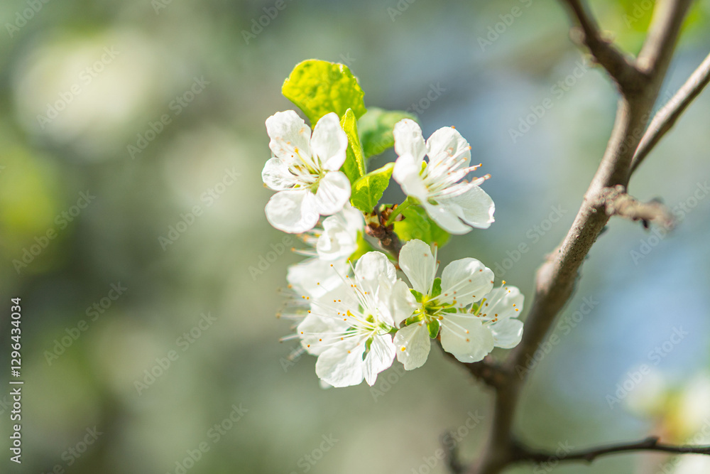 Close-up photograph of a branch with fresh, white blossoms and green leaves, possibly from early spring The image has a shallow depth of field and suggests delicate beauty in the natural progression Close-up photograph of a branch with fresh, white blossoms and green leaves, possibly from early spring The image has a shallow depth of field and suggests delicate beauty in the natural progression
