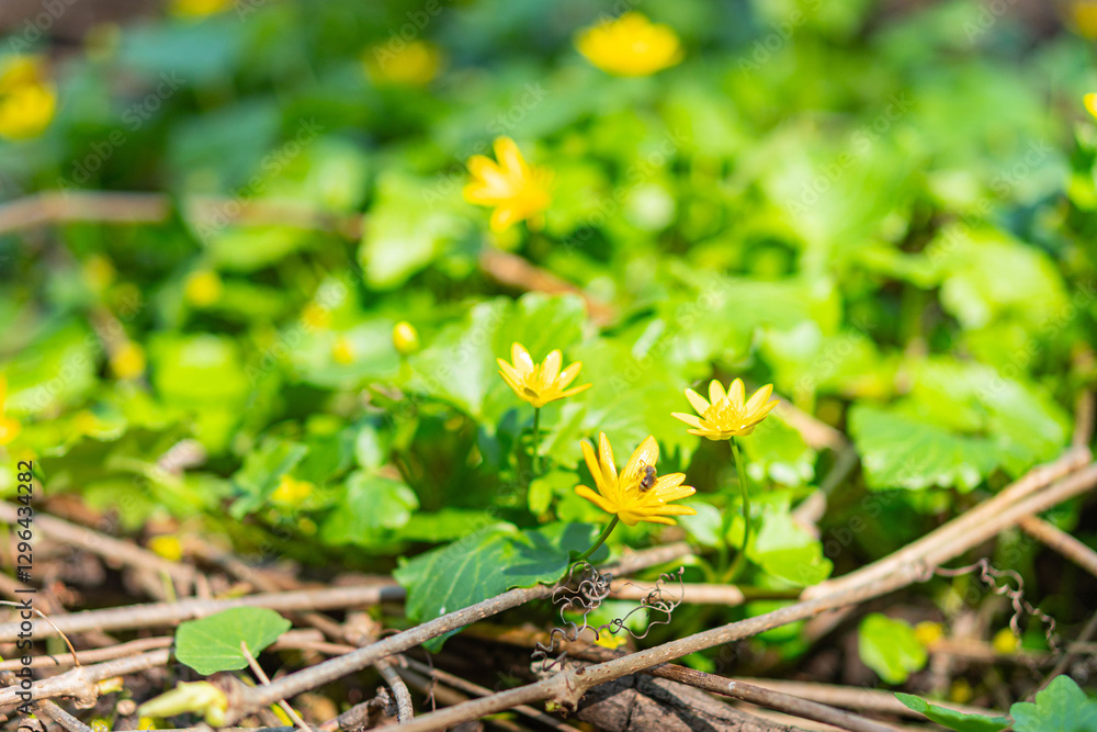 Close-up image of mixed green foliage with small yellow flowers, serrated leaves, and dense network of stems Background suggests more plants or ground beyond Close-up image of mixed green foliage with small yellow flowers, serrated leaves, and dense network of stems Background suggests more plants or ground beyond