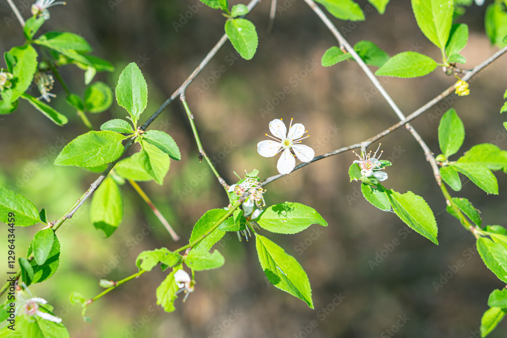 Obraz premium Close-up view of nature featuring green leaves and white flowers on a tree or shrub, with blurred background to highlight the foliage textures