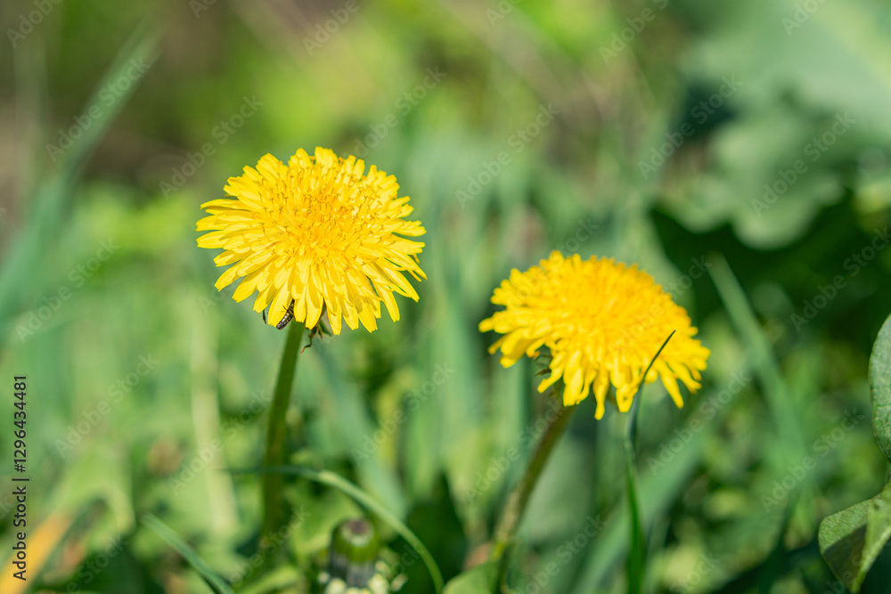 Close-up of three yellow dandelions against a grassy, blurred backdrop Sharp focus on the seed heads, ready for blowing Natural composition with a sense of depth Close-up of three yellow dandelions against a grassy, blurred backdrop Sharp focus on the seed heads, ready for blowing Natural composition with a sense of depth