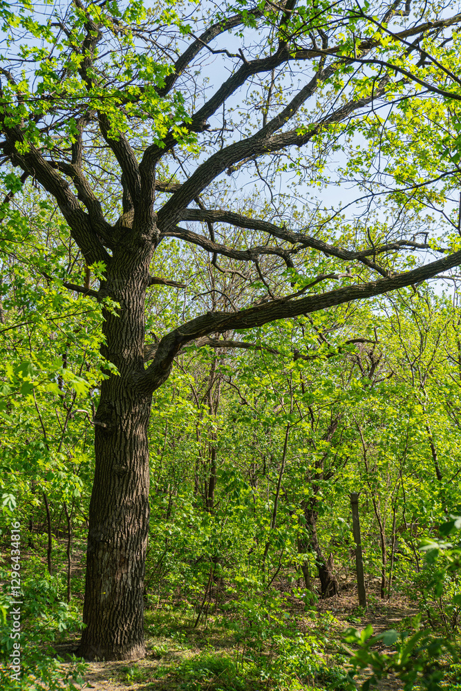 Image depicts a blooming tree under clear daytime sky during spring or summer, with sharp focus on the foreground leaves and branches Image depicts a blooming tree under clear daytime sky during spring or summer, with sharp focus on the foreground leaves and branches