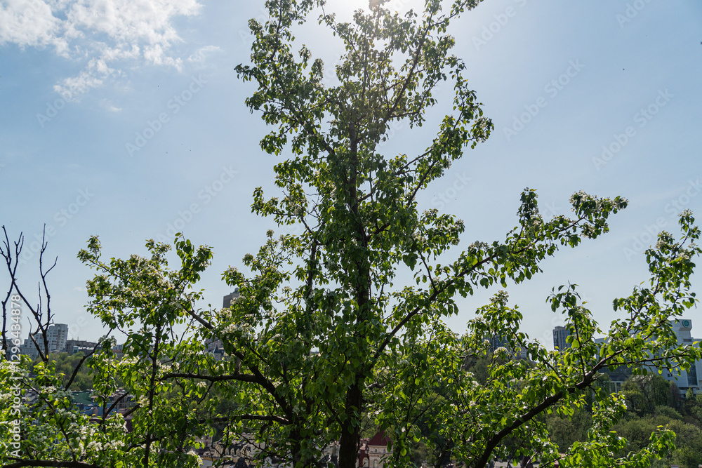 Obraz premium A serene urban park with a large tree, blending tranquil nature and city skyline