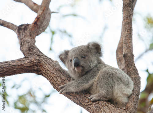 Photography süsses Koala Jungtier auf dem Baum.