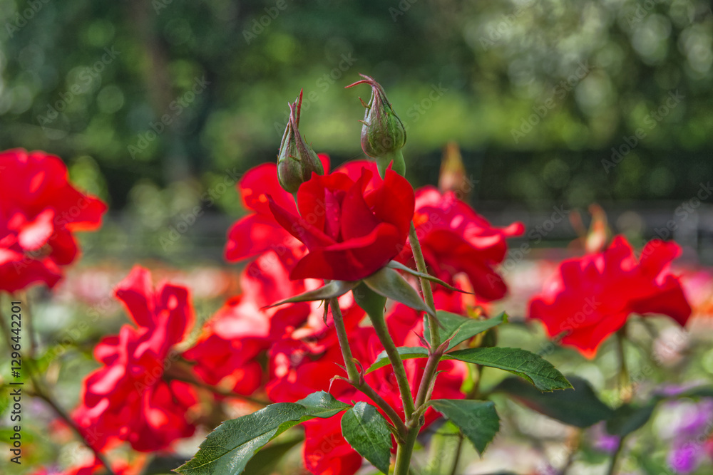 Obraz premium red rose bush