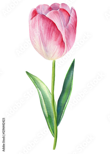 Tulips flower. Hand-painted pink tulip watercolor painting, elegant floral design with pink petals and green stems. Blooming illustration