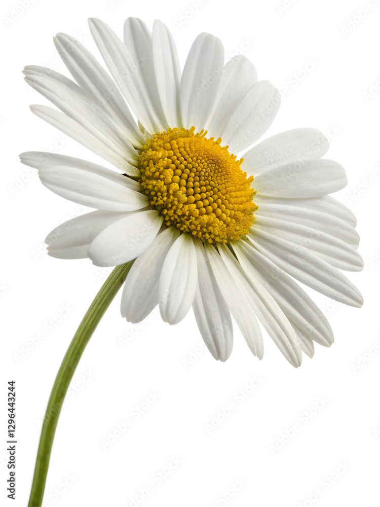 Fototapeta premium marguerite daisy isolated on transparent