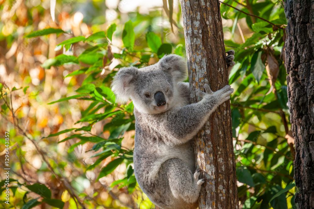 Obraz premium Süsser Koala am Baum klammernd und zwinkert. 