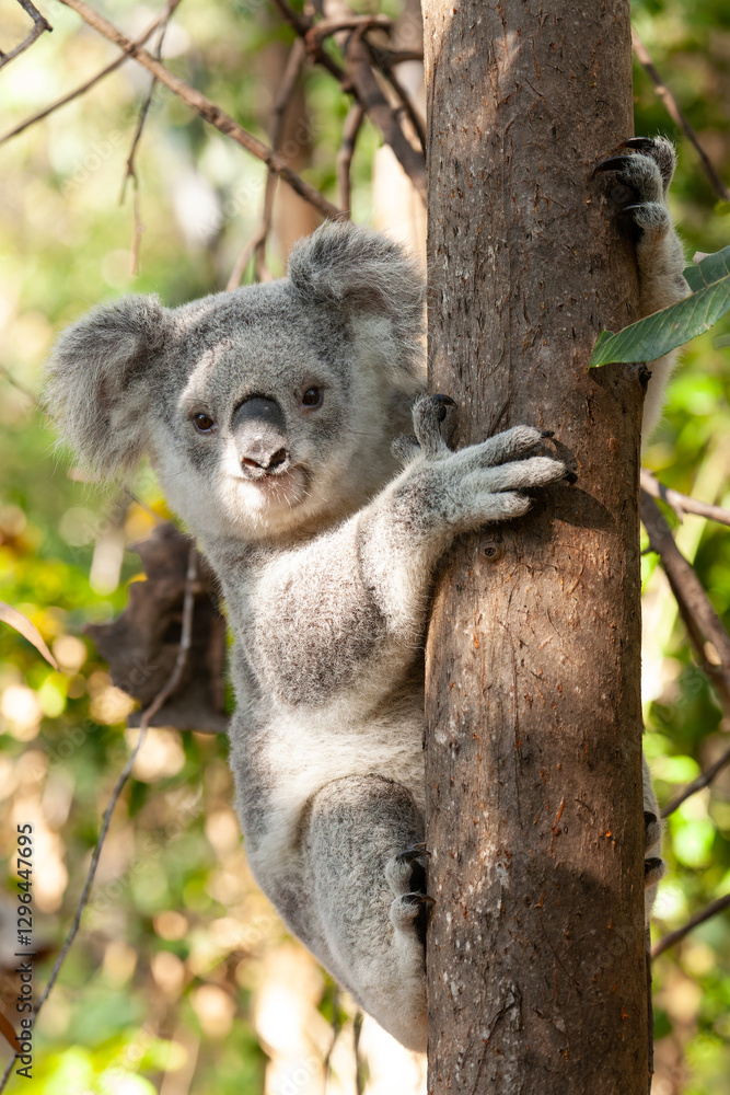 Obraz premium Süsser Koala am Baum klammernd. 