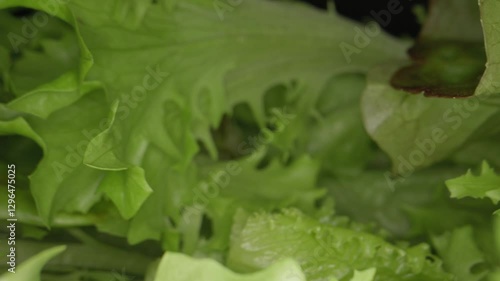 Wallpaper Mural Macrography, fresh lettuce leaves stand out against a black background, creating a striking visual contrast. Torontodigital.ca