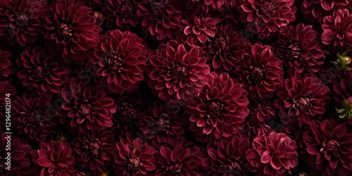 Vibrant maroon chrysanthemums in full bloom with lush petals background