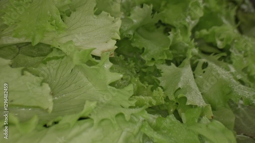 Wallpaper Mural Macrography, fresh lettuce leaves stand out against a black background, creating a striking visual contrast. Torontodigital.ca
