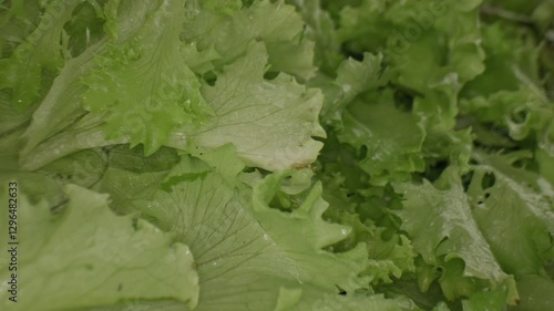 Wallpaper Mural Macrography, fresh lettuce leaves stand out against a black background, creating a striking visual contrast. Torontodigital.ca