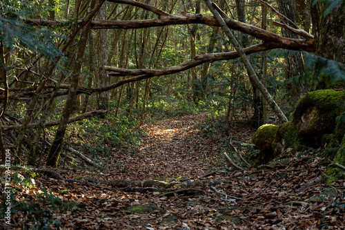 Wallpaper Mural 落ち葉に覆われた青木ヶ原樹海の散策路 Torontodigital.ca