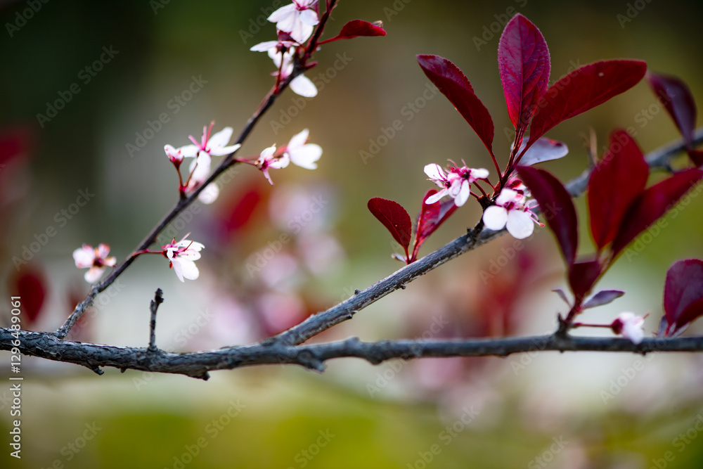 In spring, the purple leaf plum tree blooms with flowers all over the tree In spring, the purple leaf plum tree blooms with flowers all over the tree