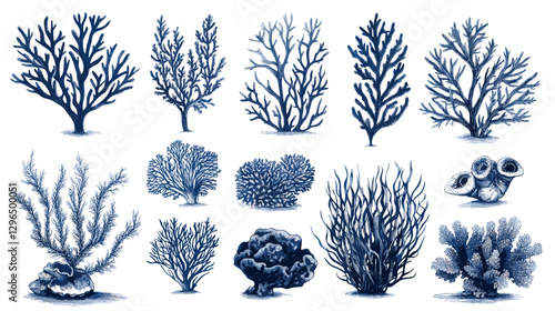 Corals and seaweed. Vector Hand Drawn Coral Sketch Botanical Illustration. Underwater flora, sea plants. Line art clipart. Vintage pink and blue marine plants isolated on a white background