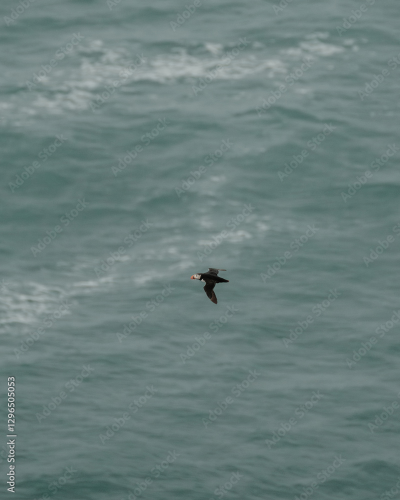 Fototapeta premium Atlantic puffin soars over the ocean near Dyrhólaey, South Iceland, with its wings spread wide