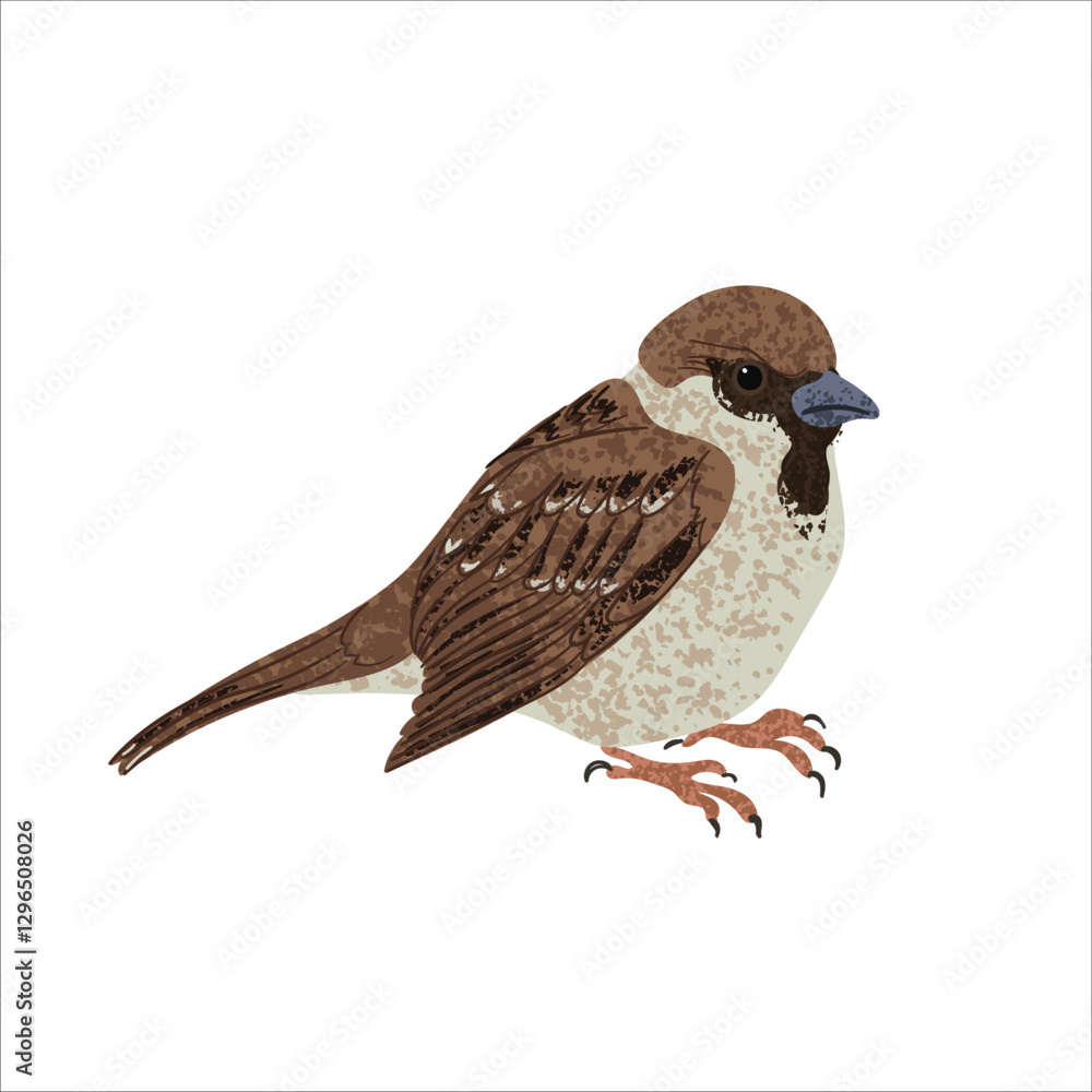 Obraz premium Vector Colorful Illustration of Sparrow Bird Isolated on White Background