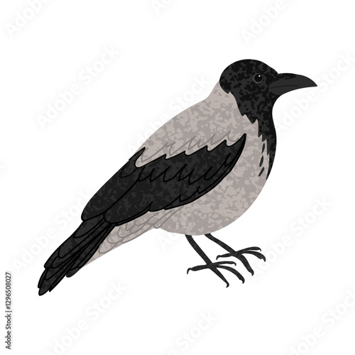 Vector Colorful Illustration of Crow Bird Isolated on White Background