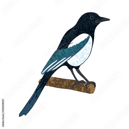 Vector Colorful Illustration of Magpie Bird Isolated on White Background