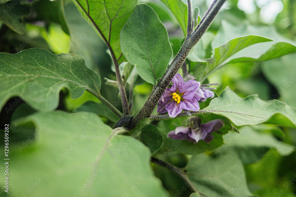 Blooming eggplant, young fresh plant growing farmland or field.Fertile rich soil Blooming eggplant, young fresh plant growing farmland or field.Fertile rich soil