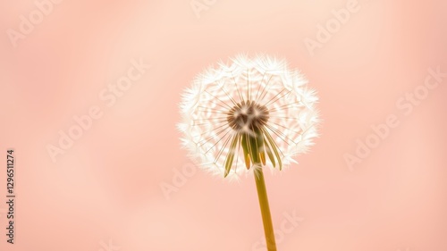 Wallpaper Mural Soft Dandelion Against a Pastel Background with Gentle Lighting Torontodigital.ca