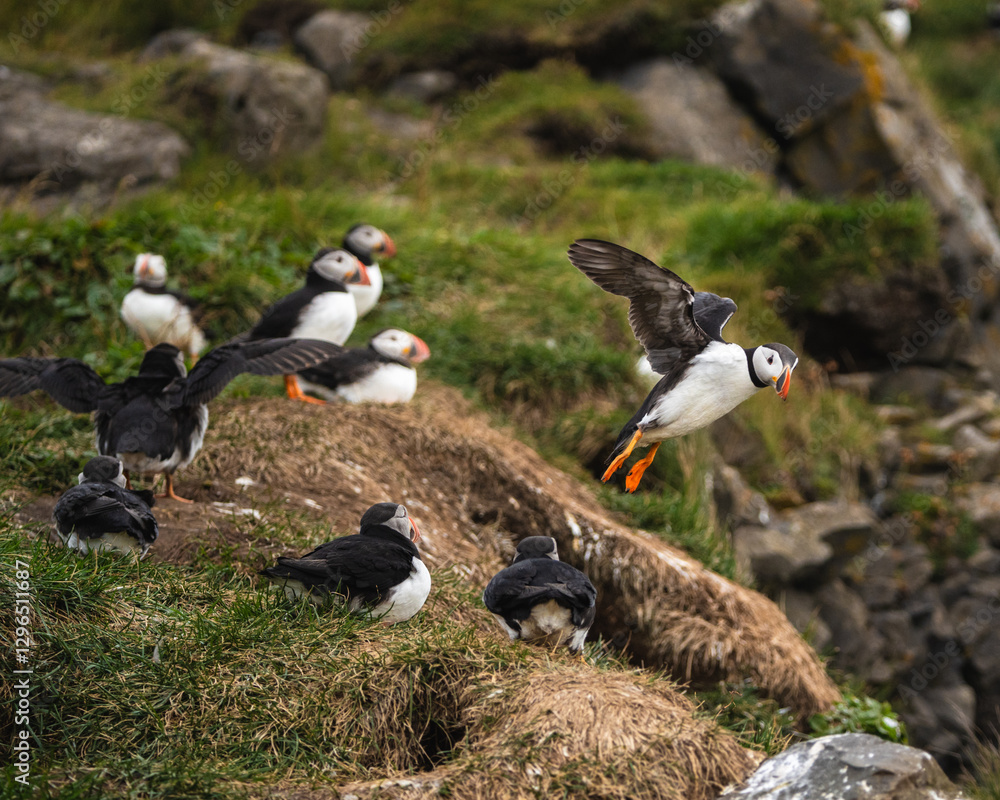 Fototapeta premium Atlantic puffins on grassy cliffs at Dyrhólaey, South Iceland, with one in flight