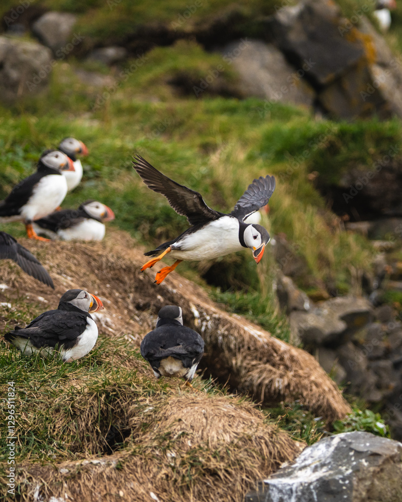 Obraz premium Atlantic puffins on grassy cliffs at Dyrhólaey, South Iceland, with one in flight