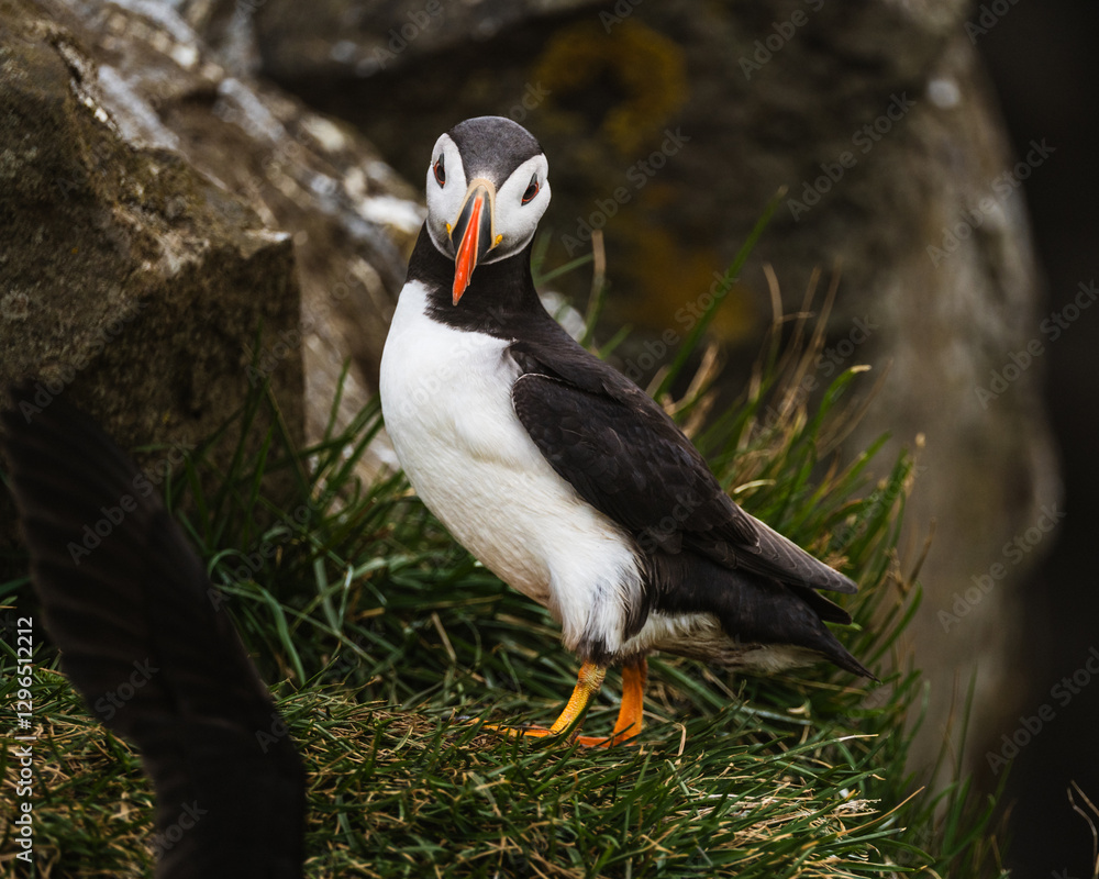Atlantic puffin standing on a grassy cliff in Dyrhólaey, South Iceland
