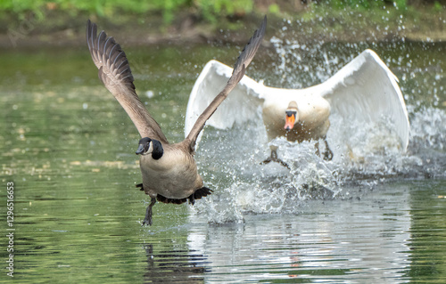 Bilde på lerret An adult mute swan chasing a Canada goose along the water of a pond with wings out and splashing and panicked look on the goose
