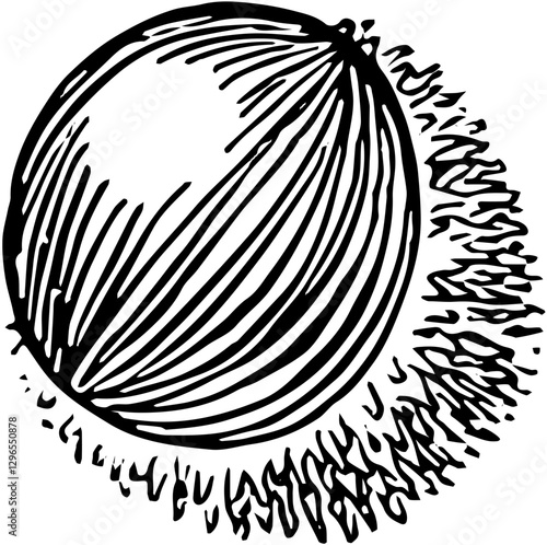 Fruit. Hand drawn vector isolated engraved sketch. Pulasan 