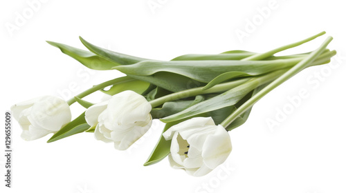 Bouquet of white tulips lying on transparent background