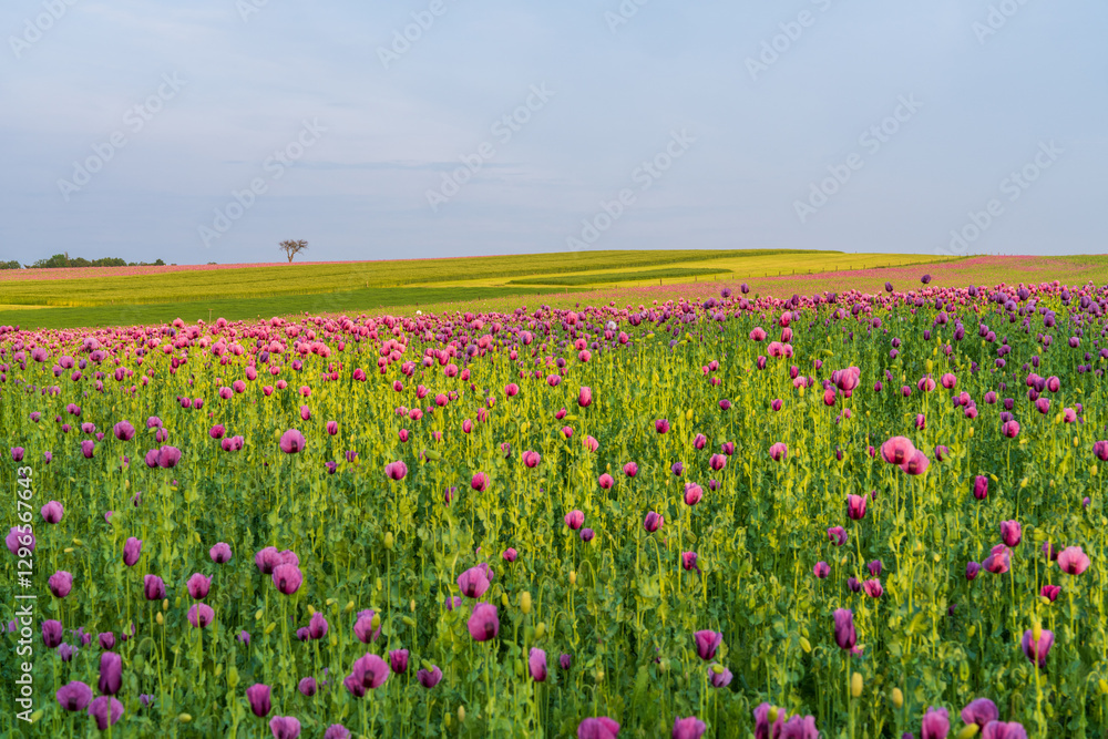 Picturesque panorama field pink poppies. Beautiful landscape on summer meadow. Germany. Picturesque panorama field pink poppies. Beautiful landscape on summer meadow. Germany.