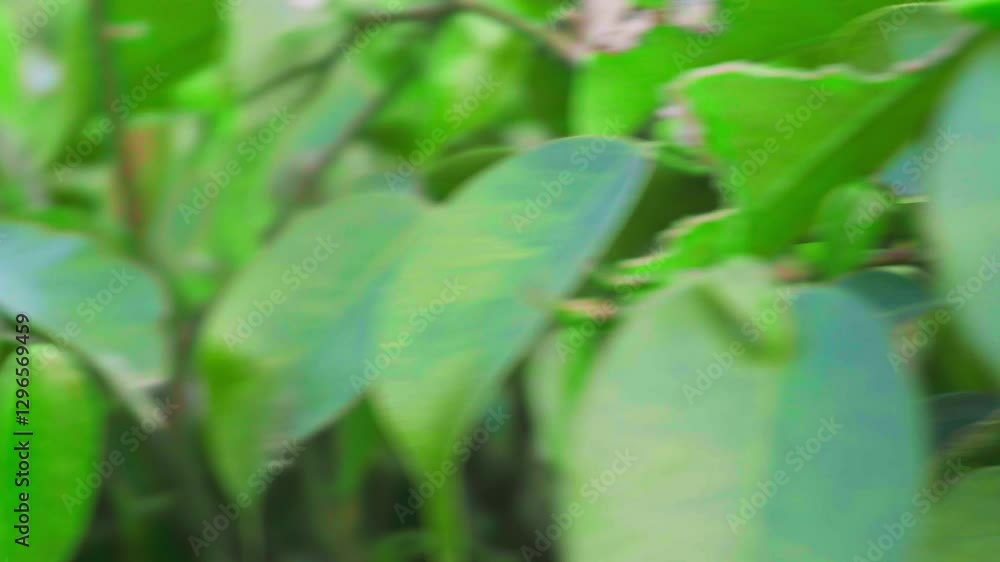 Close-up view of lush green bushes with dense leaves in natural sunlight. Close-up view of lush green bushes with dense leaves in natural sunlight.